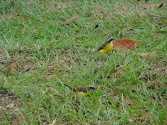 Myiozetetes cayanensis