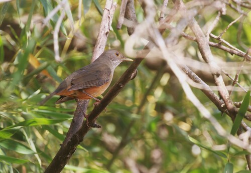 Rufous-bellied Thrush