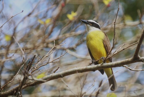 Great Kiskadee