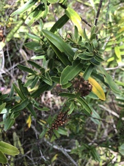 Veronica bishopiana