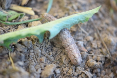 Lepidoptera
