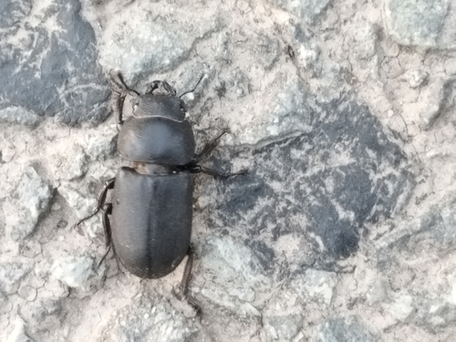 Lesser Stag Beetle