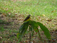 Myiozetetes cayanensis