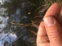Carex flagellifera