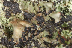 Cladia schizopora