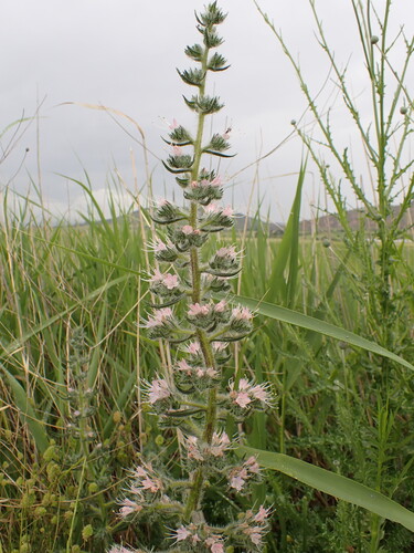 Pale Bugloss
