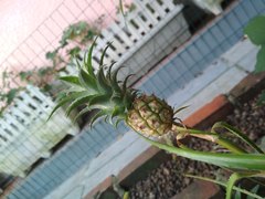 Ananas comosus microstachys