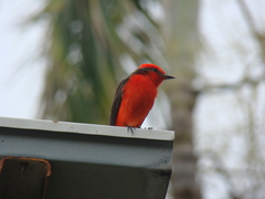 Pyrocephalus rubinus