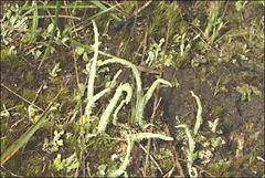 Cladonia corniculata
