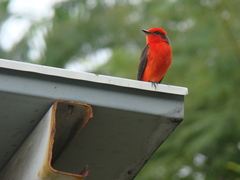 Pyrocephalus rubinus