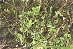 Cladonia humilis