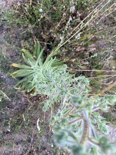 Pale Bugloss