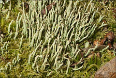 Cladonia ramulosa