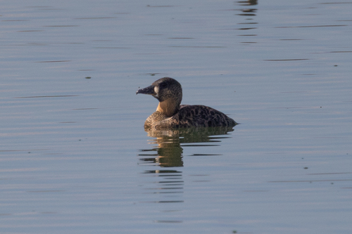 iNaturalist image
