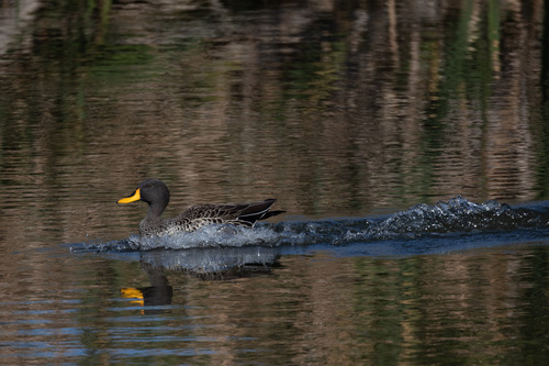 iNaturalist: (c) ianrijsdijk, some rights reserved (CC BY-NC), uploaded by ianrijsdijk iNaturalist image