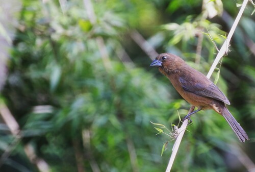 Ultramarine Grosbeak