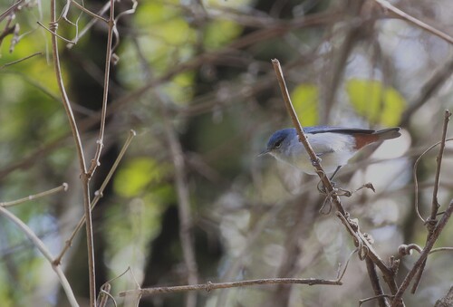 Chestnut-vented Conebill