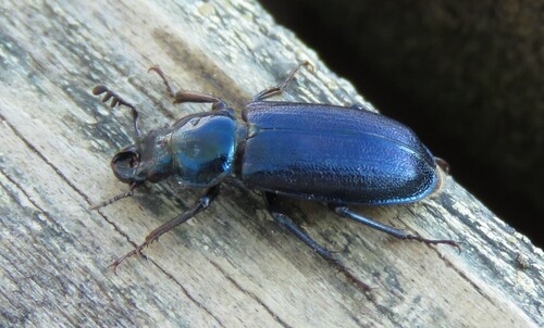 Platycerus caprea