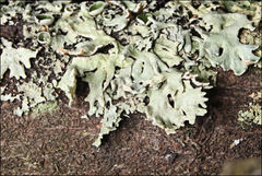 Hypogymnia enteromorphoides