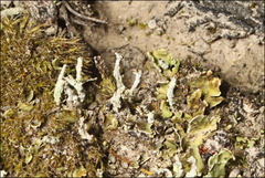 Cladonia rigida