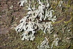 Hypogymnia pulverata