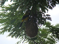 Icterus nigrogularis