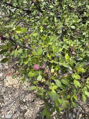 Bursera odorata Brandegee 3