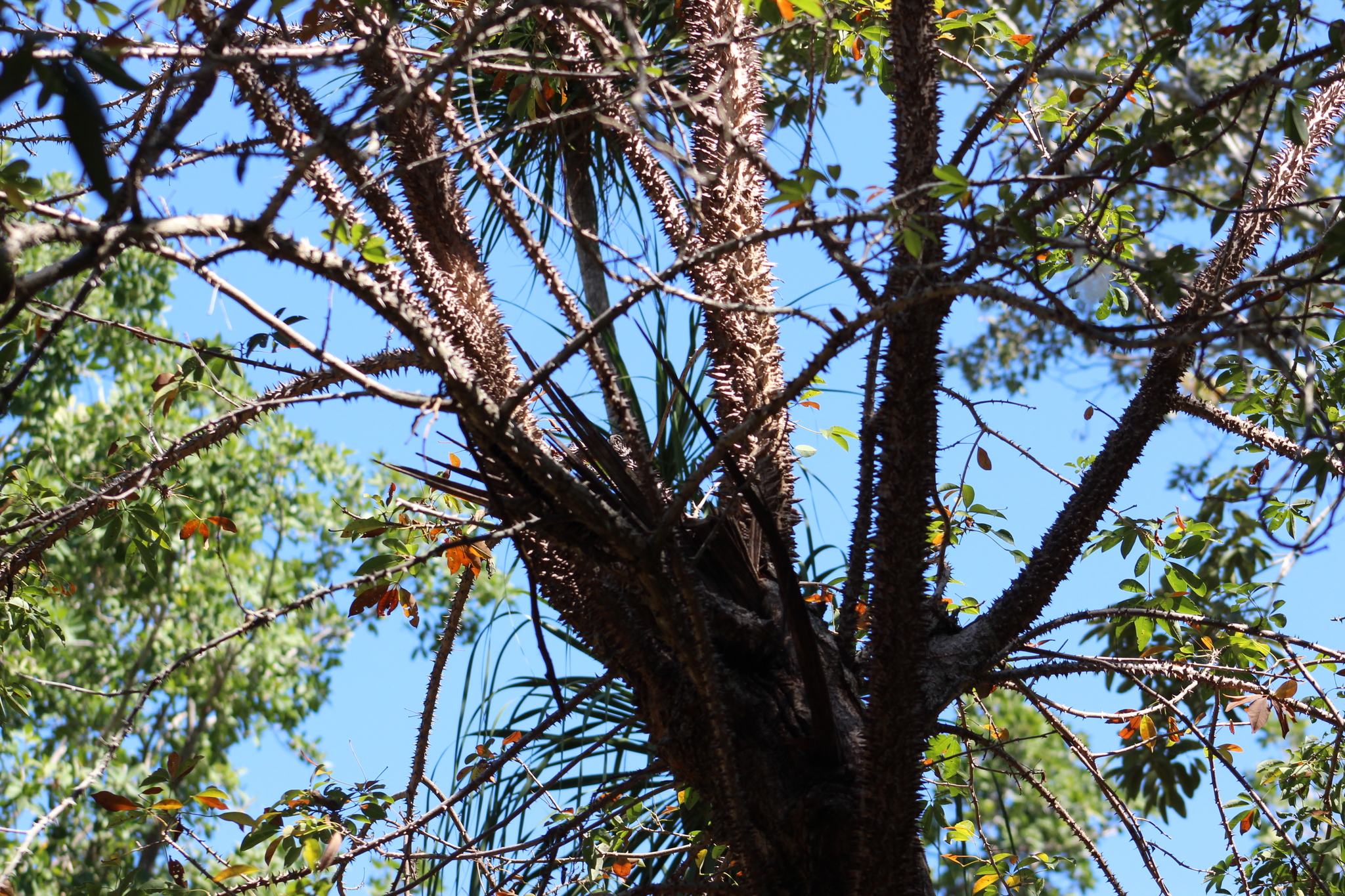 Ceiba schottii Britten & Baker f. 3