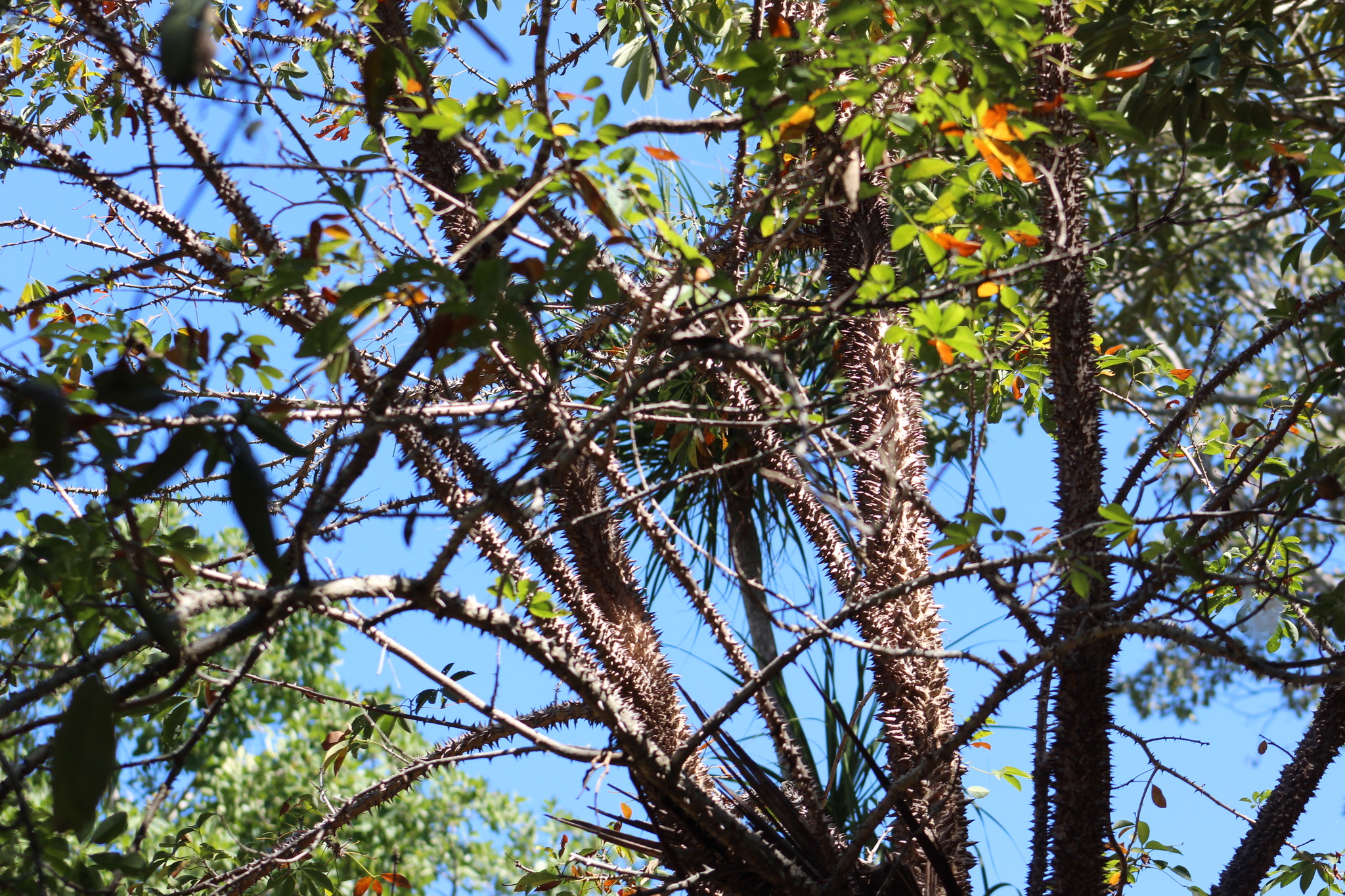 Ceiba schottii Britten & Baker f. 2