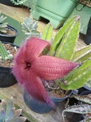 Stapelia grandiflora