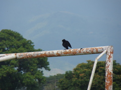 Molothrus bonariensis