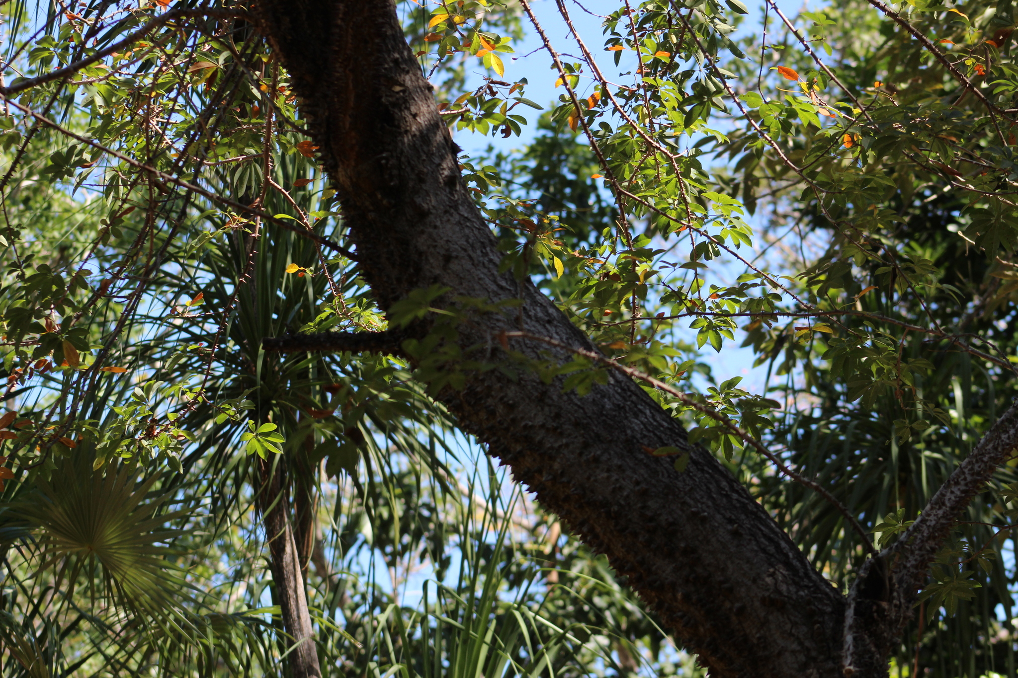 Ceiba schottii Britten & Baker f.