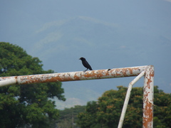 Molothrus bonariensis