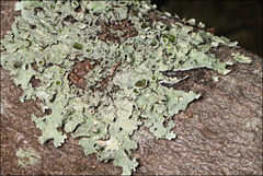 Flavoparmelia rutidota