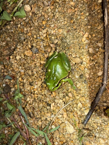 European Tree Frog