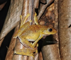 Rhacophorus margaritifer