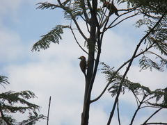 Colaptes rubiginosus