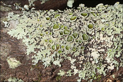Flavoparmelia rutidota