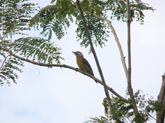 Colaptes rubiginosus