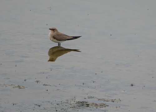 iNaturalist image