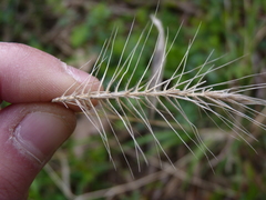 Elymus villosus