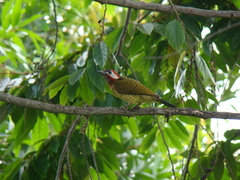 Colaptes rubiginosus