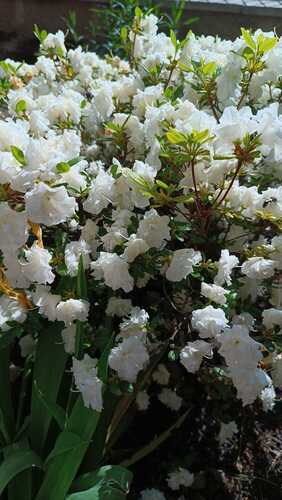 Rhododendron ×mucronatum iNat (2)