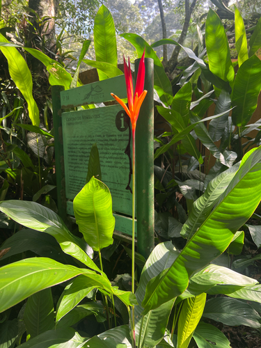 Parrot's Beak