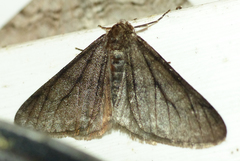 Phigalia titea
