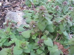 Lamium purpureum purpureum