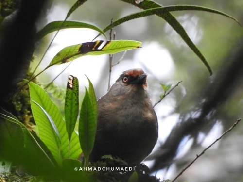 Subspecies Garrulax rufifrons rufifrons · iNaturalist