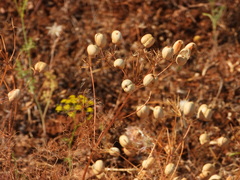 Prangos trifida