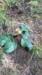 Dorstenia brasiliensis