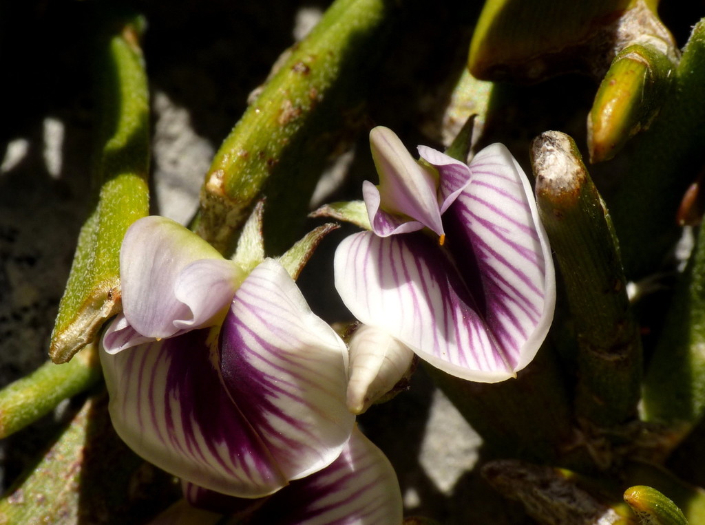 Carmichaelia astonii